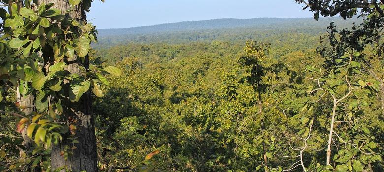 As coal auctions begin in Delhi, a splendid forest in Chhattisgarh awaits slow death