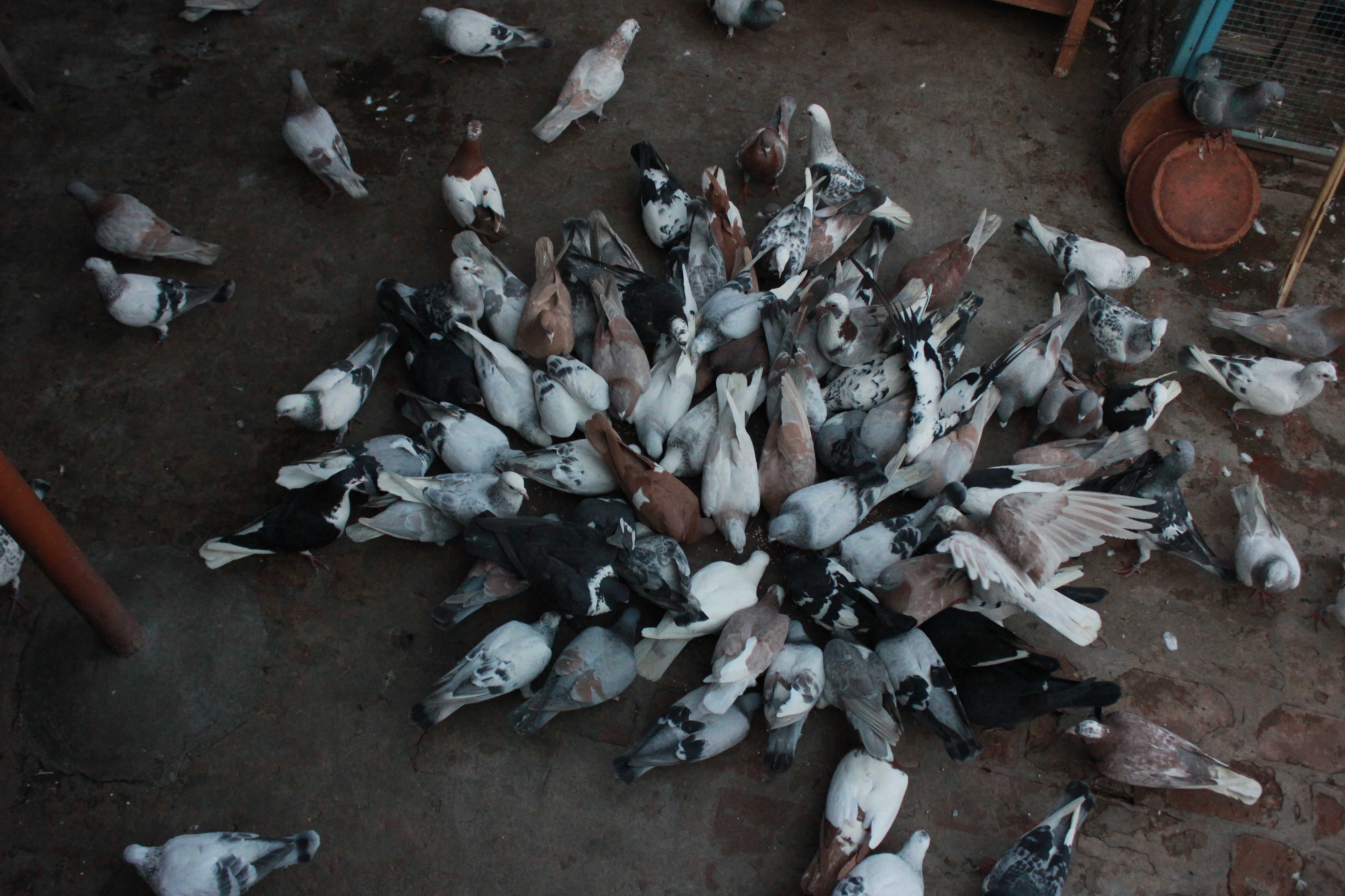 In Old Delhi, the Ancient Art of Kabootarbaazi (Pigeon Rearing) Lives On.